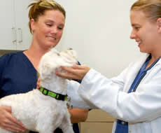 Veterinary Placements